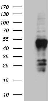 FAM131C Antibody (clone OTI6E2, Carrier-free)