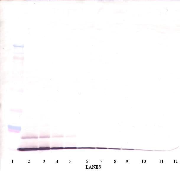 CCL20 / MIP-3-Alpha Antibody (Biotin)