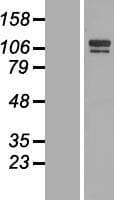 SH3BP4 Protein (Over-Expression Lysate Myc-DDK (Flag))
