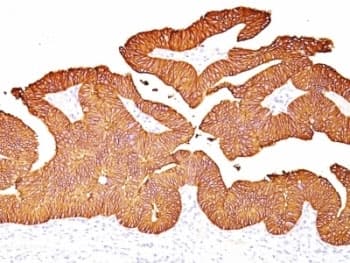 EPCAM Antibody (clone EGP40/837)