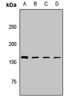 BAZ1A / ACF1 Antibody
