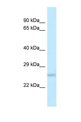 DUSP19 / SKRP1 Antibody (N-Terminus)