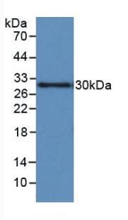 IGFBP1 Antibody