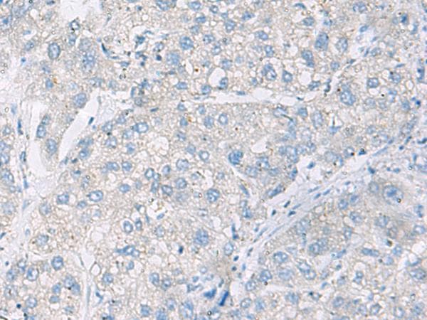 DACT3 Antibody