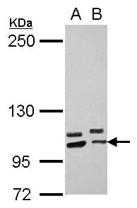 PCDHA10 Antibody (N-Terminus)