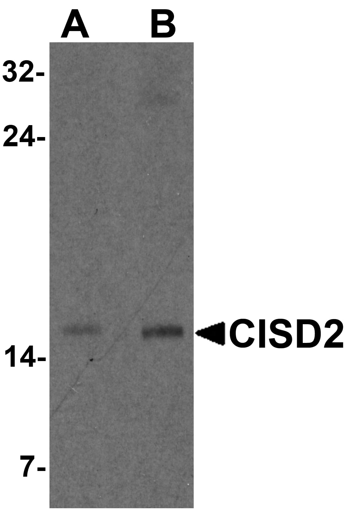 IHC-plus™ NAF-1 / CISD2 Antibody