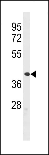 ZFP92 Antibody (aa51-80)
