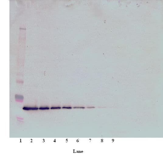 THPO / TPO / Thrombopoietin Antibody