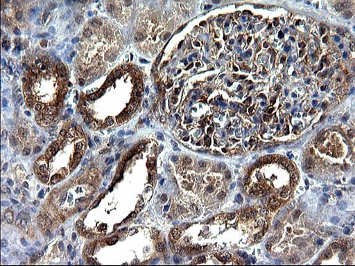 Monoclonal Mouse anti-Human SCRN1 / Secernin 1 Antibody (clone OTI1F2, IHC, WB)