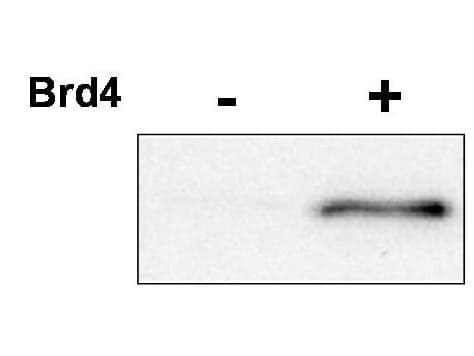 CDK9 Antibody (phospho-Thr29)