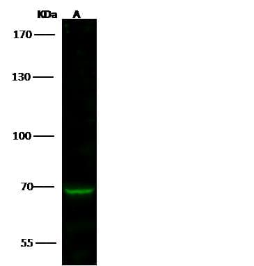 Polyclonal Rabbit anti-Human SMURF2 Antibody (Preservative Free, IHC, IF, WB)