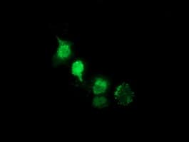 NHEJ1 / XLF Antibody (clone OTI1G7, Carrier-free)