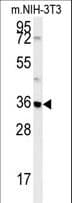MTCH2 Antibody (aa75-103)
