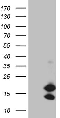 Monoclonal Mouse anti-Human CHCHD10 Antibody (clone OTI2B6, Carrier-free, aa17-142, IHC, WB)