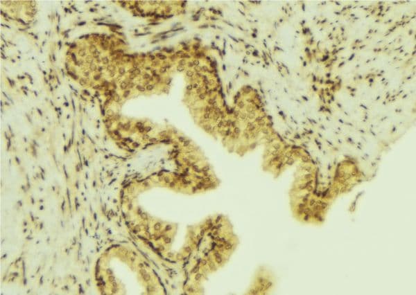Polyclonal Rabbit anti-Human PTP4A3 Antibody (IHC, IF, WB)