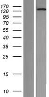 NOL8 Protein (Over-Expression Lysate Myc-DDK (Flag))