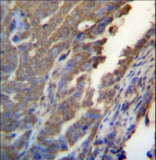 ASB4 Antibody (aa226-255)