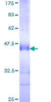Human LMO7 Protein (Recombinant GST, N-terminus)