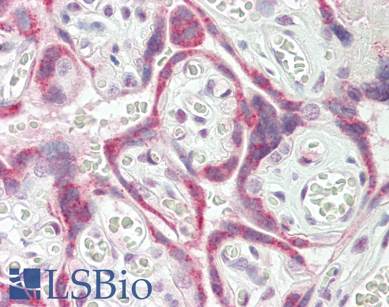 IHC-plus™ ZC3H4 Antibody (aa771-820)
