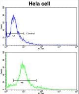 ACTR3 Antibody (aa380-407)