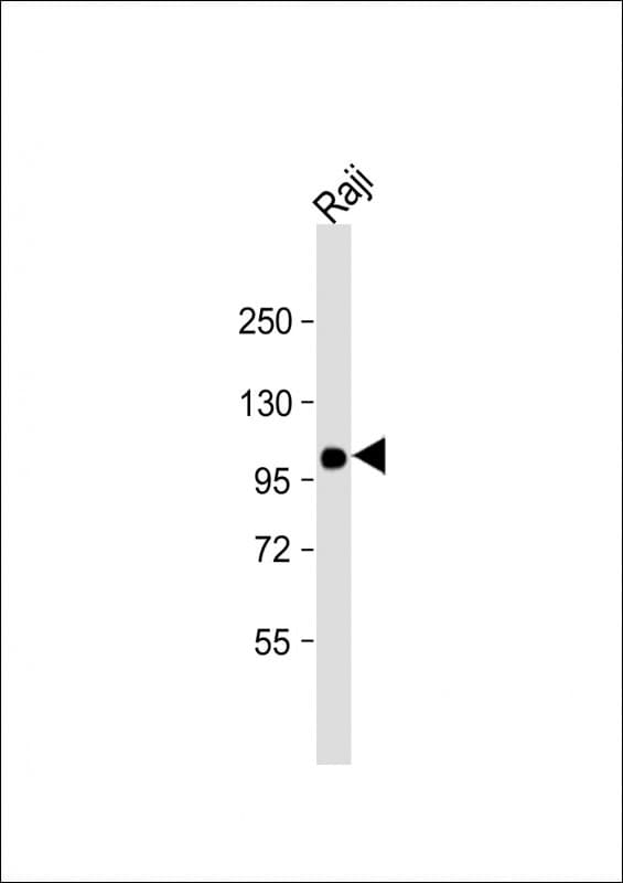 Monoclonal Mouse anti-Human VAV1 / VAV Antibody (clone 1582CT802.383.58, WB)
