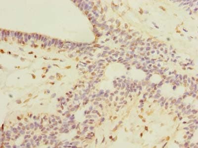 ROPN1L Antibody