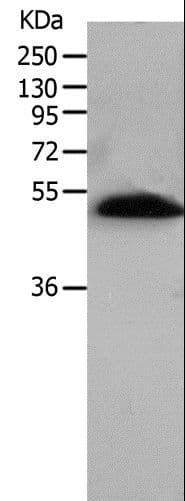 BPIFB2 Antibody