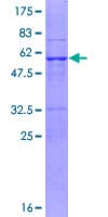 Human PSMA8 Protein (Recombinant GST)