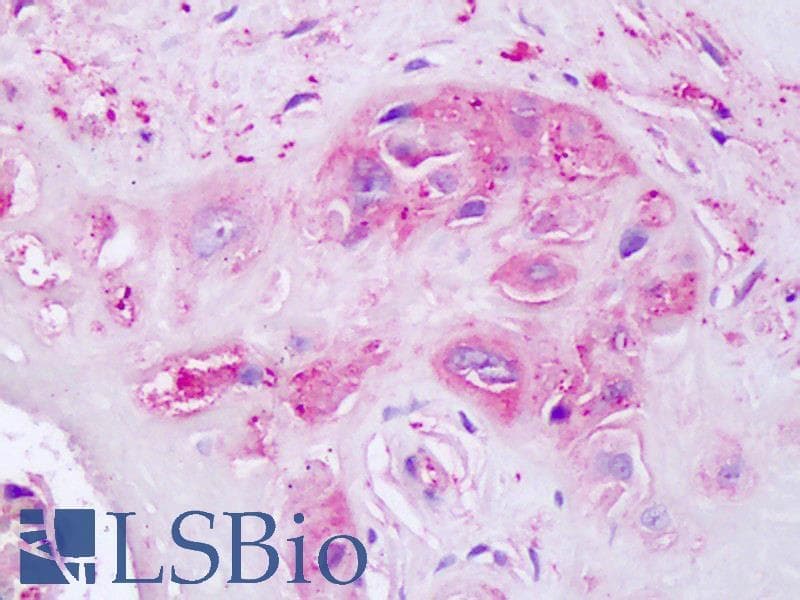 IHC-plus™ OXTR / Oxytocin Receptor Antibody (N-Terminus)