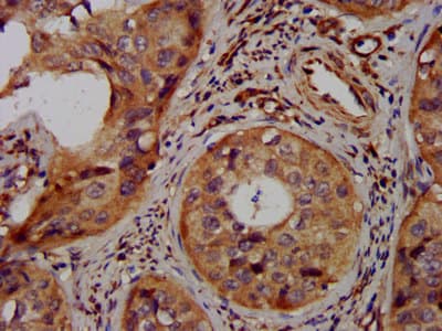LAPTM4A Antibody