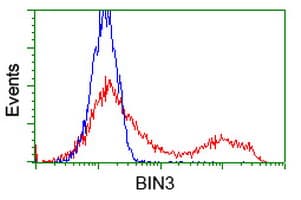 BIN3 Antibody (clone OTI8E9, Carrier-free)