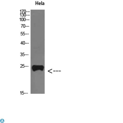 PTHLH / PTHRP Antibody