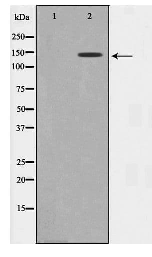 MAST3 Antibody