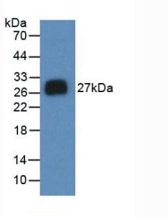 NOG / Noggin Antibody (APC)