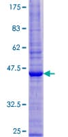 Human PRAF2 Protein (Recombinant GST)