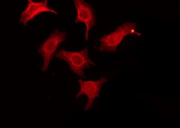 CNKSR1 Antibody