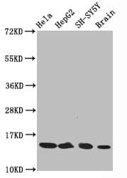HIST1H3A Antibody