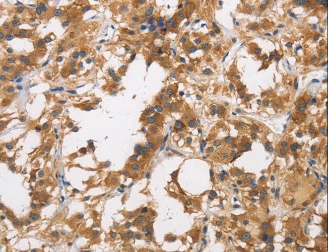 DUSP23 Antibody