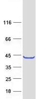 Human TRUB1 Protein (Recombinant Myc-DDK (Flag))