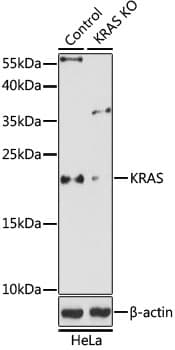 Polyclonal Rabbit anti-Human KRAS Antibody (WB)
