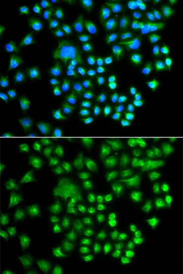 PRKACG Antibody
