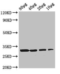 Polyclonal Rabbit anti-E. coli RBKS / Ribokinase Antibody (WB)