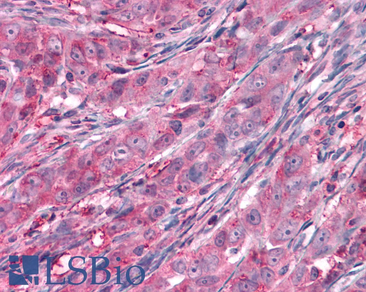 PathPlus™ FZD9 / Frizzled 9 Antibody (N-Terminus)