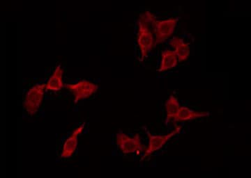 MNDA Antibody