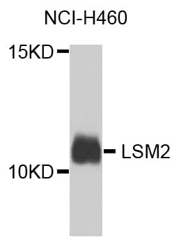 LSM2 / SnRNP Antibody