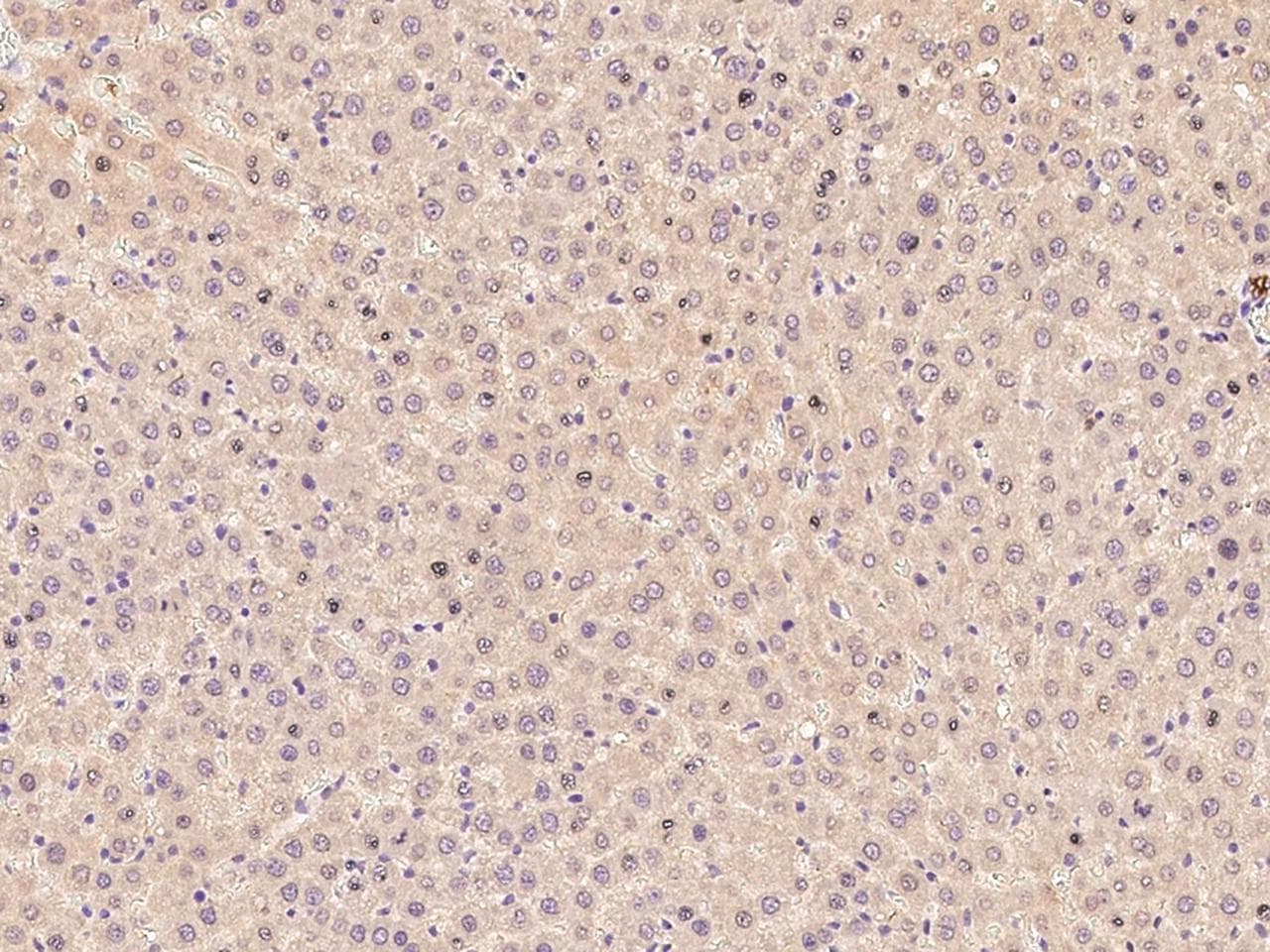 Polyclonal Rabbit anti-Rat ANPEP / CD13 Antibody (Preservative Free, IHC)