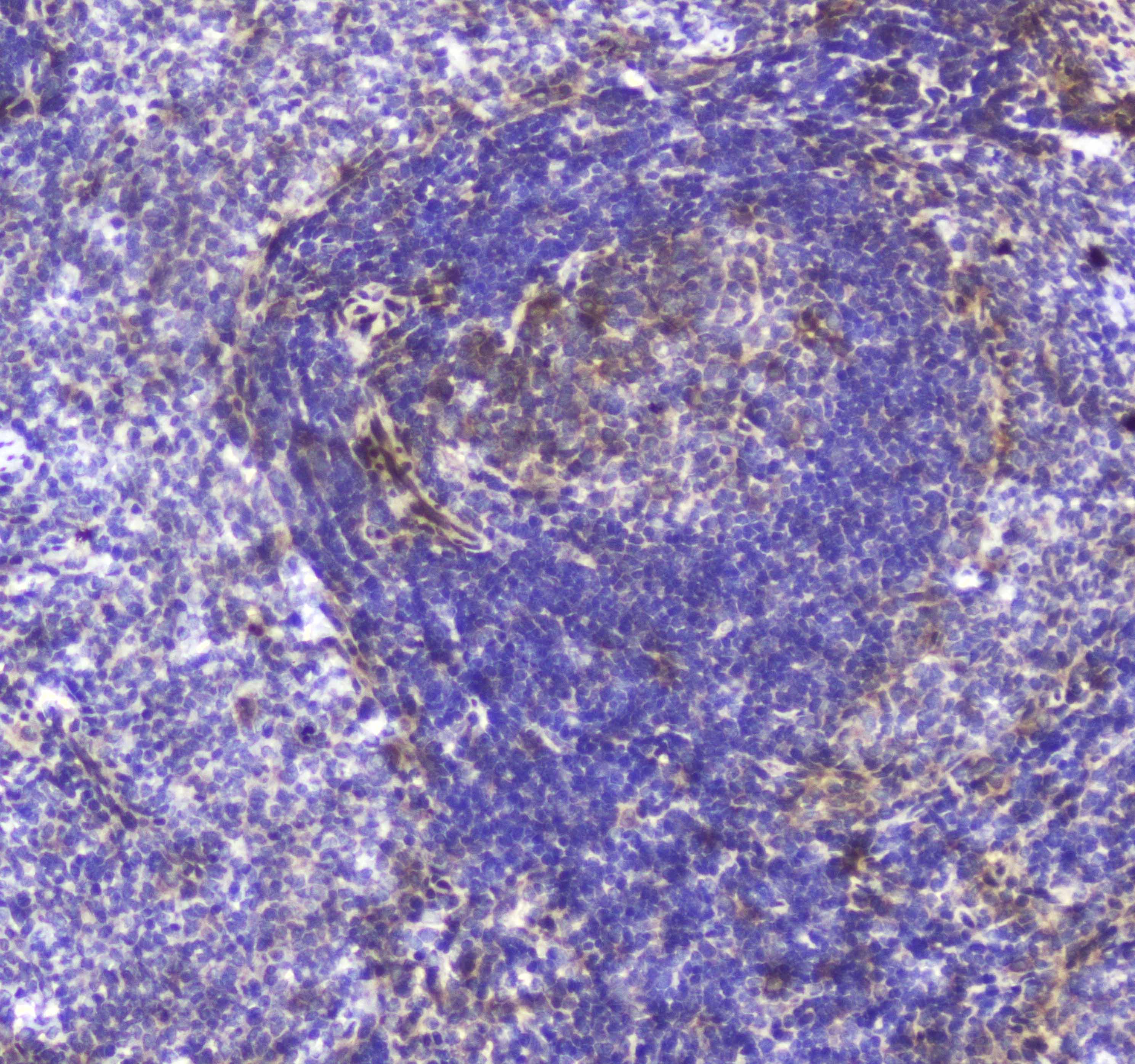 TLR1 Antibody