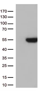 GNAL Antibody (aa1-120, clone OTI2F3, Carrier-free)