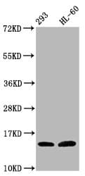 HIST1H2BN Antibody