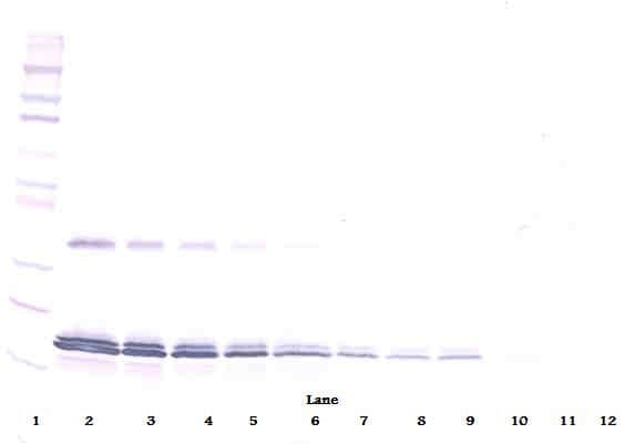 IL16 Antibody